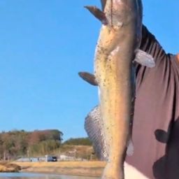 チャネルキャットフィッシュ