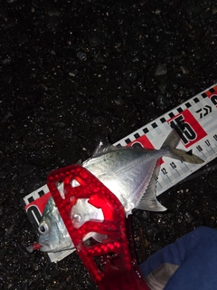 ロウニンアジの釣果