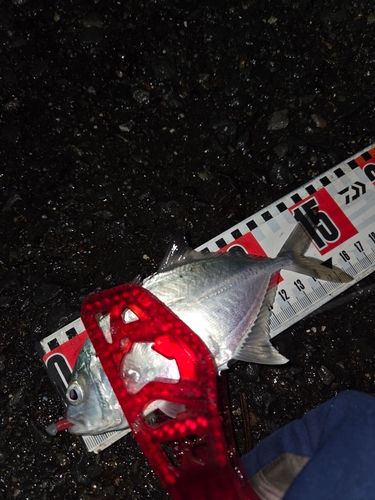 ロウニンアジの釣果