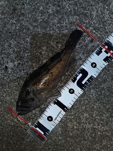 クロソイの釣果