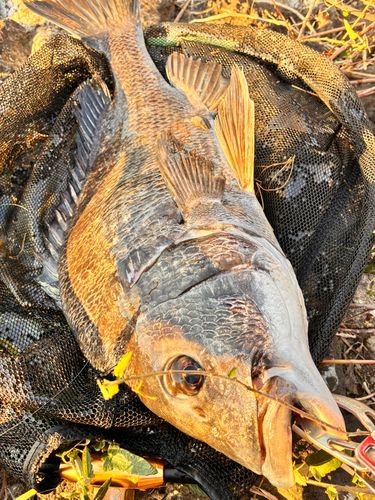 チヌの釣果