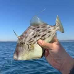 カワハギの釣果