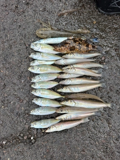 アジの釣果