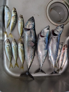 ソウダガツオの釣果