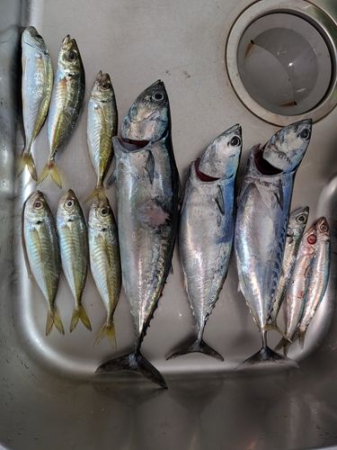 ソウダガツオの釣果