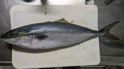 イナダの釣果