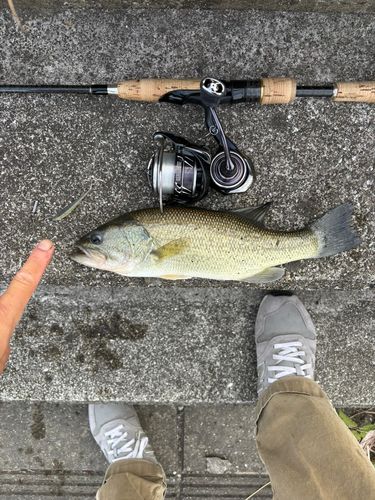 ブラックバスの釣果