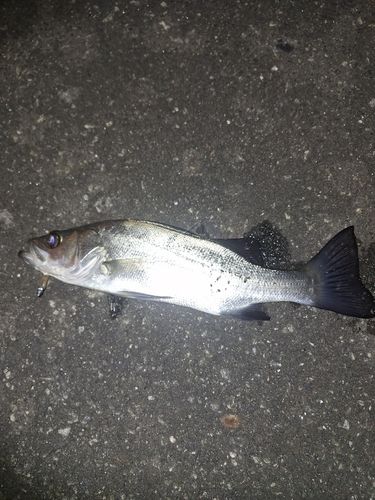 セイゴ（ヒラスズキ）の釣果