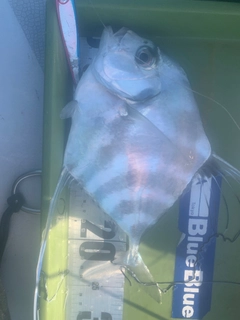 イトヒキアジの釣果