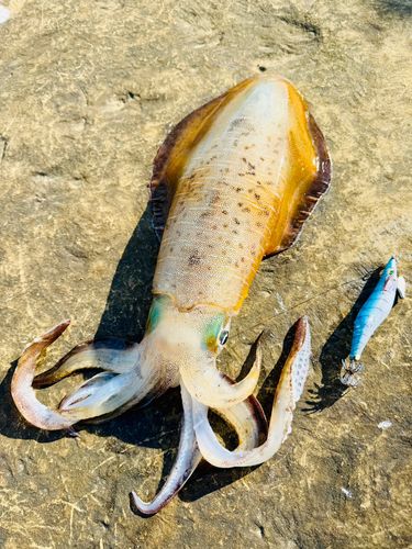 アオリイカの釣果