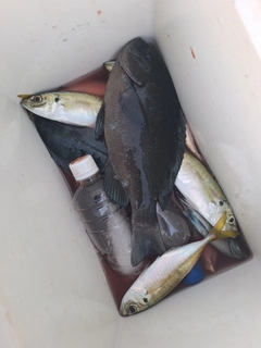 グレの釣果