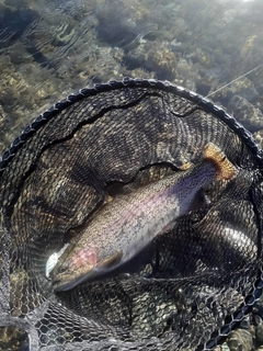 ニジマスの釣果