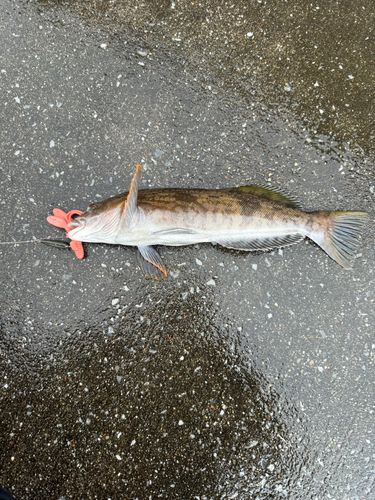 アブラコの釣果