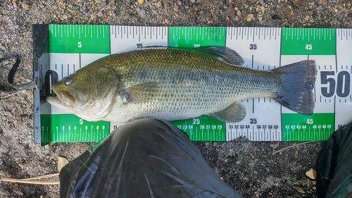 ブラックバスの釣果