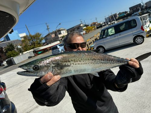 サゴシの釣果