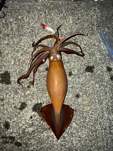 スルメイカの釣果