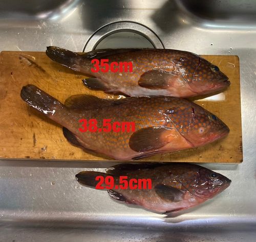 キジハタの釣果