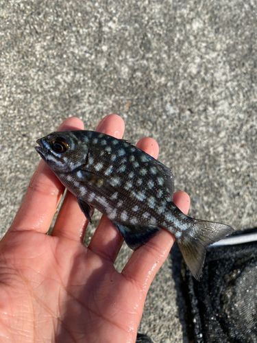 イスズミの釣果