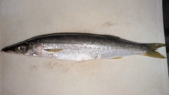 アカカマスの釣果