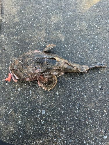 マカジカの釣果