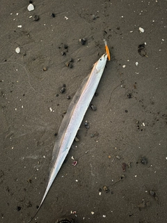 タチウオの釣果