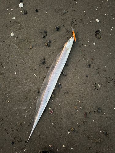 タチウオの釣果