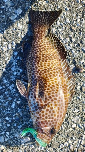 オオモンハタの釣果