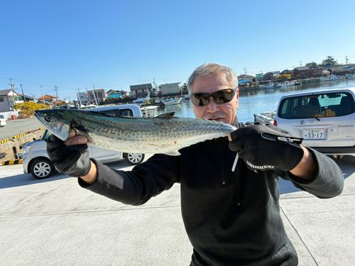 サゴシの釣果
