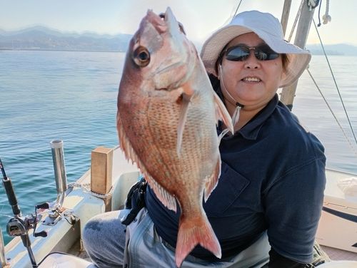 マダイの釣果