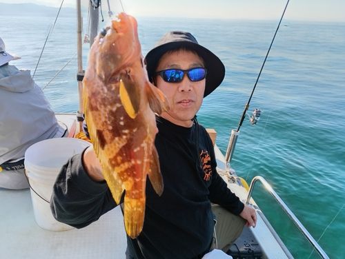 キジハタの釣果