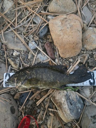 スモールマウスバスの釣果