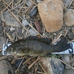 スモールマウスバス