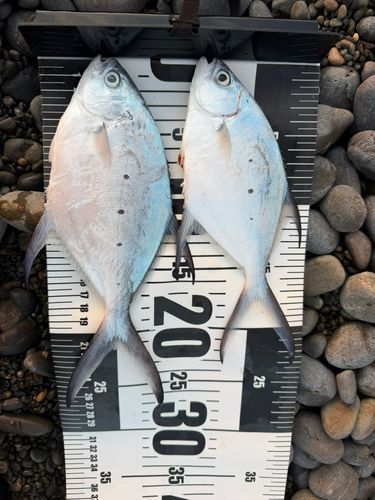 コバンアジの釣果