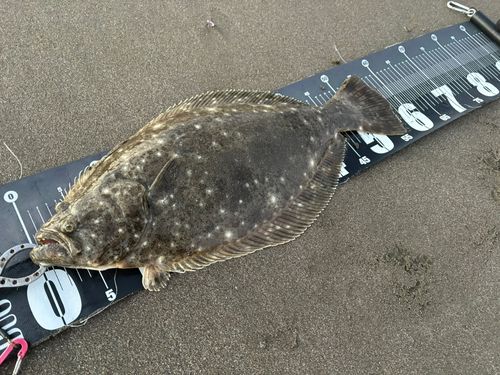 ヒラメの釣果