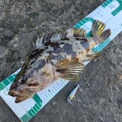 タケノコメバルの釣果