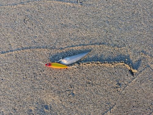 シタビラメの釣果