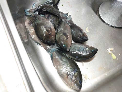 クチブトグレの釣果