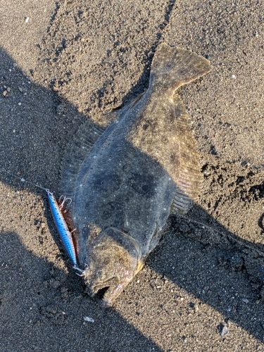 ヒラメの釣果
