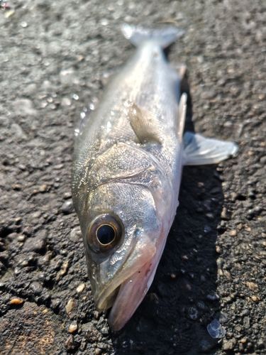 セイゴ（マルスズキ）の釣果