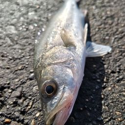 セイゴ（マルスズキ）