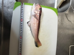 アカアマダイの釣果