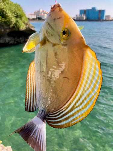 トカジャーの釣果