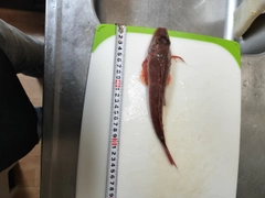 ホウボウの釣果