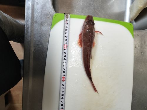 ホウボウの釣果