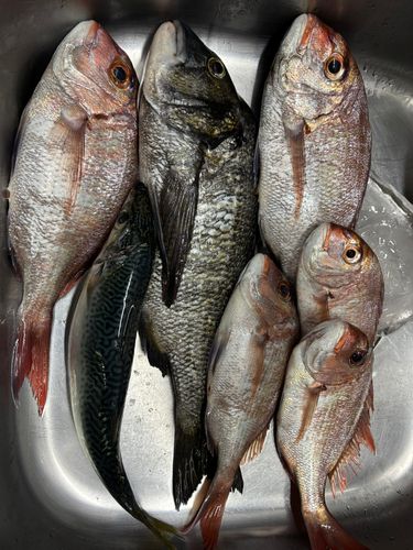 チヌの釣果