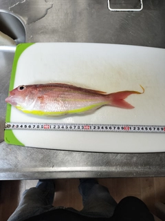 イトヨリダイの釣果