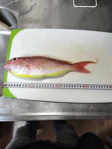 イトヨリダイの釣果