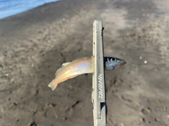 シロギスの釣果