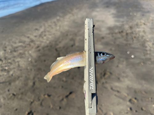 シロギスの釣果