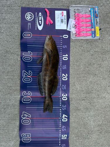 アイナメの釣果